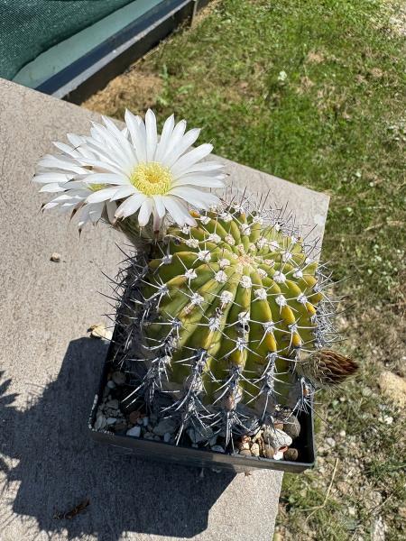 Acanthocalycium klimpelianum